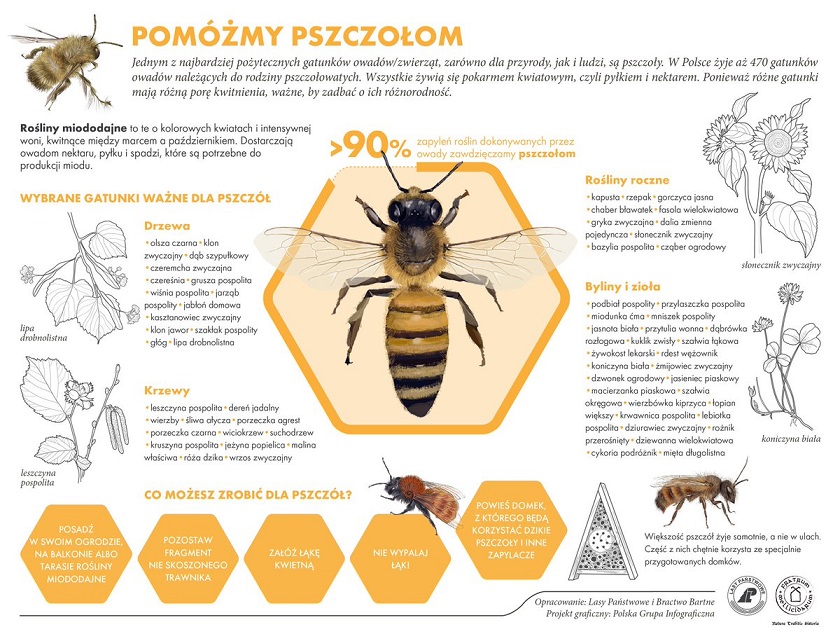 Infografika dotycząca pszczelarstwa