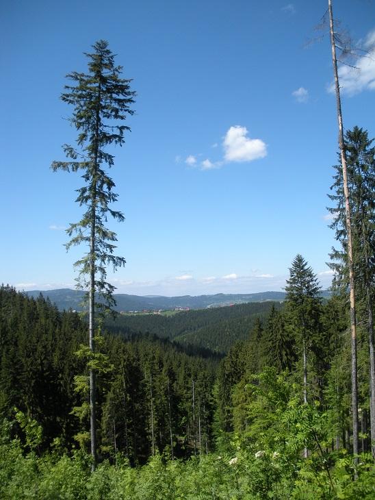 Świerczyny istebniańskie (na pierwszym planie samotna jodła)