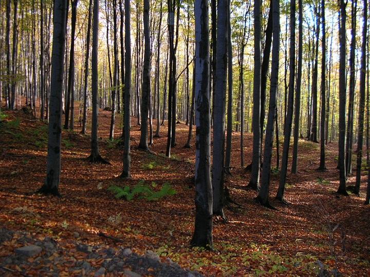 Kwaśna buczyna karpacka