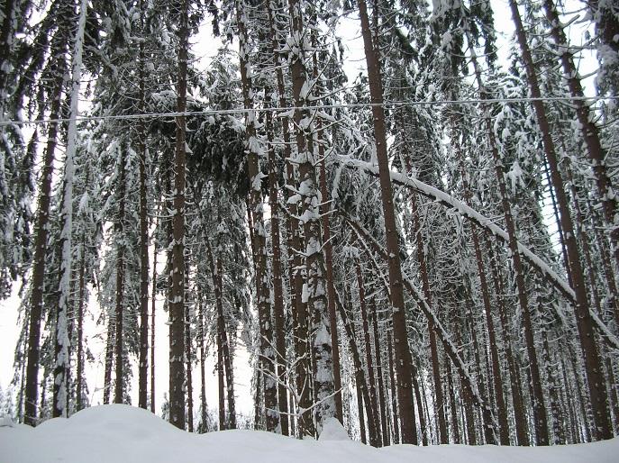 Opady ciężkiego i mokrego śniegu powodują tzw. śniegołomy i śniegowały