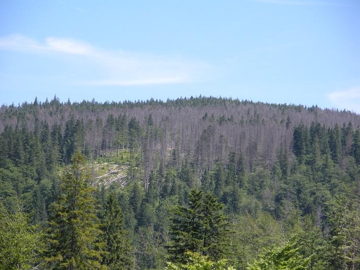 Powierzchnia powiatrołomowa oraz zamierające świerczyny w rezerwacie Barania Góra (2010 r.)
