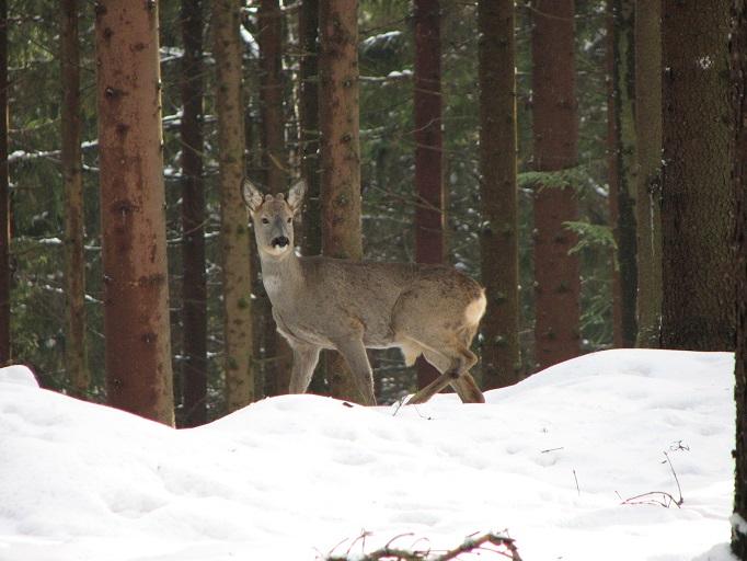 Sarny są głównymi sprawcami uszkodzeń upraw leśnych na terenie Nadleśnictwa Wisła