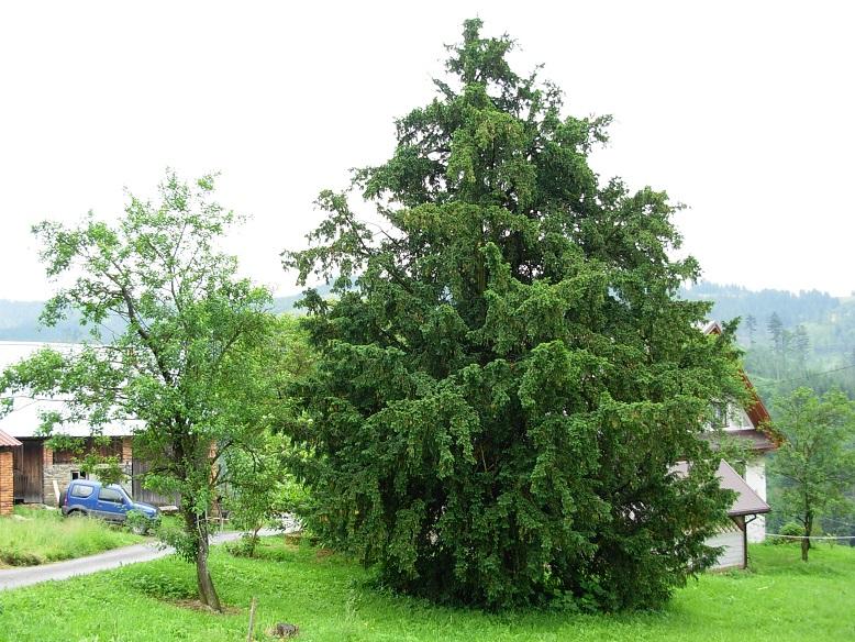 Cis pospolity w Malince