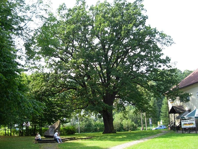 Dąb szypułkowy w Wiśle