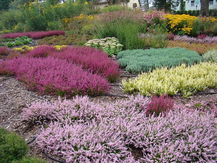 Fragment wrzosowiska w Ogrodzie Roślin