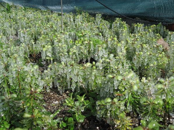 Przymrozek późny na szkółce leśnej