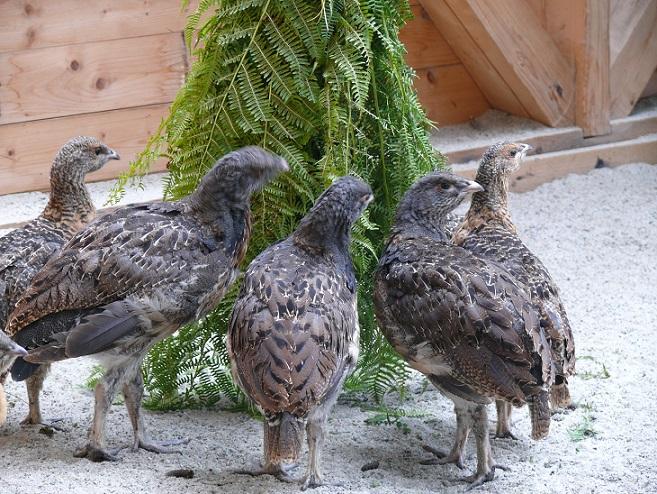 Karma naturalna to podstawa pożywienia głuszców w wolierze