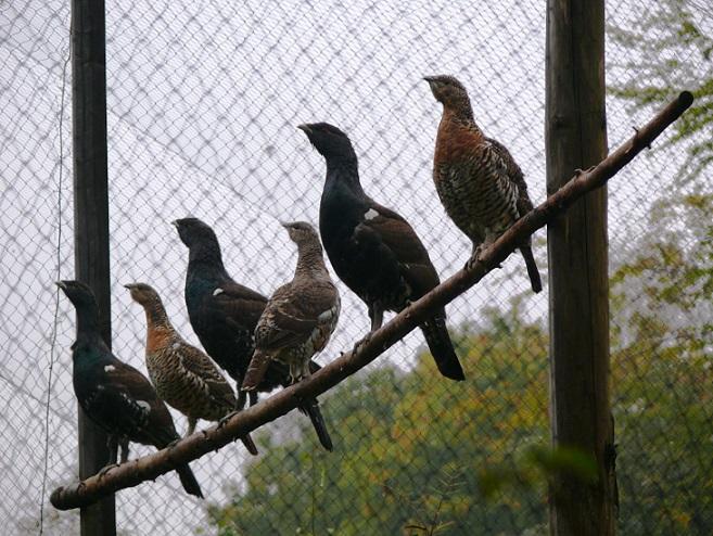 Głuszki i koguty w Wolierze Adaptacyjnej tuż przed wypuszczeniem na wolność