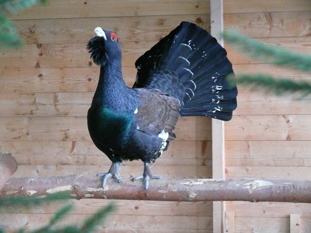 Kogut w Wolierze Pokazowej