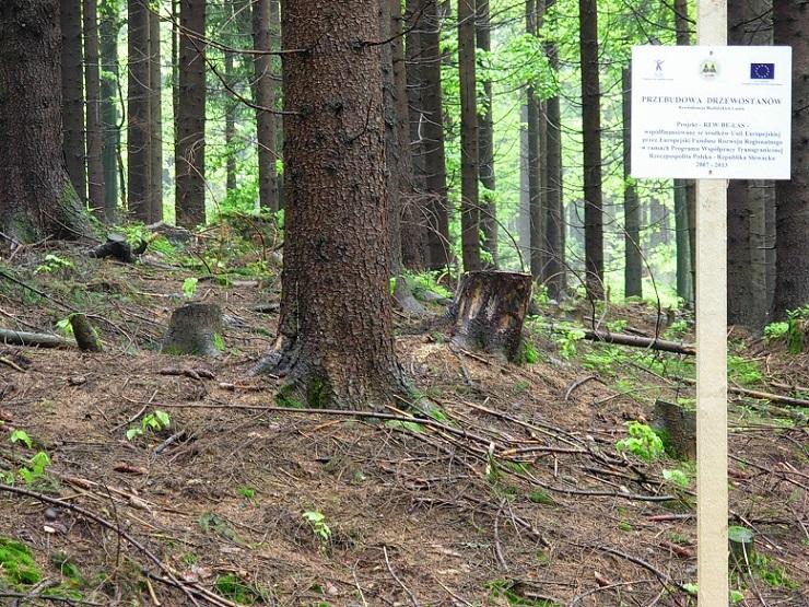 Powierzchnia przebudowanego lasu zakwalifikowana do Programu REW-BE-LAS