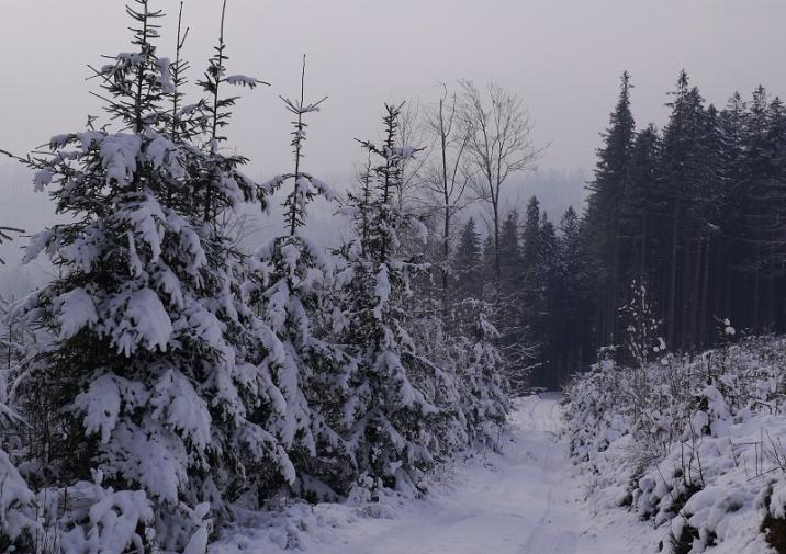 Las w zimowej odsłonie