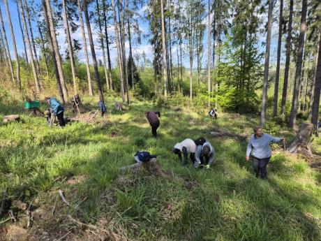 "Lasy na nowe 100-lecie" - sadzenie lasu z Istebniańskim Uniwersytetem Seniora